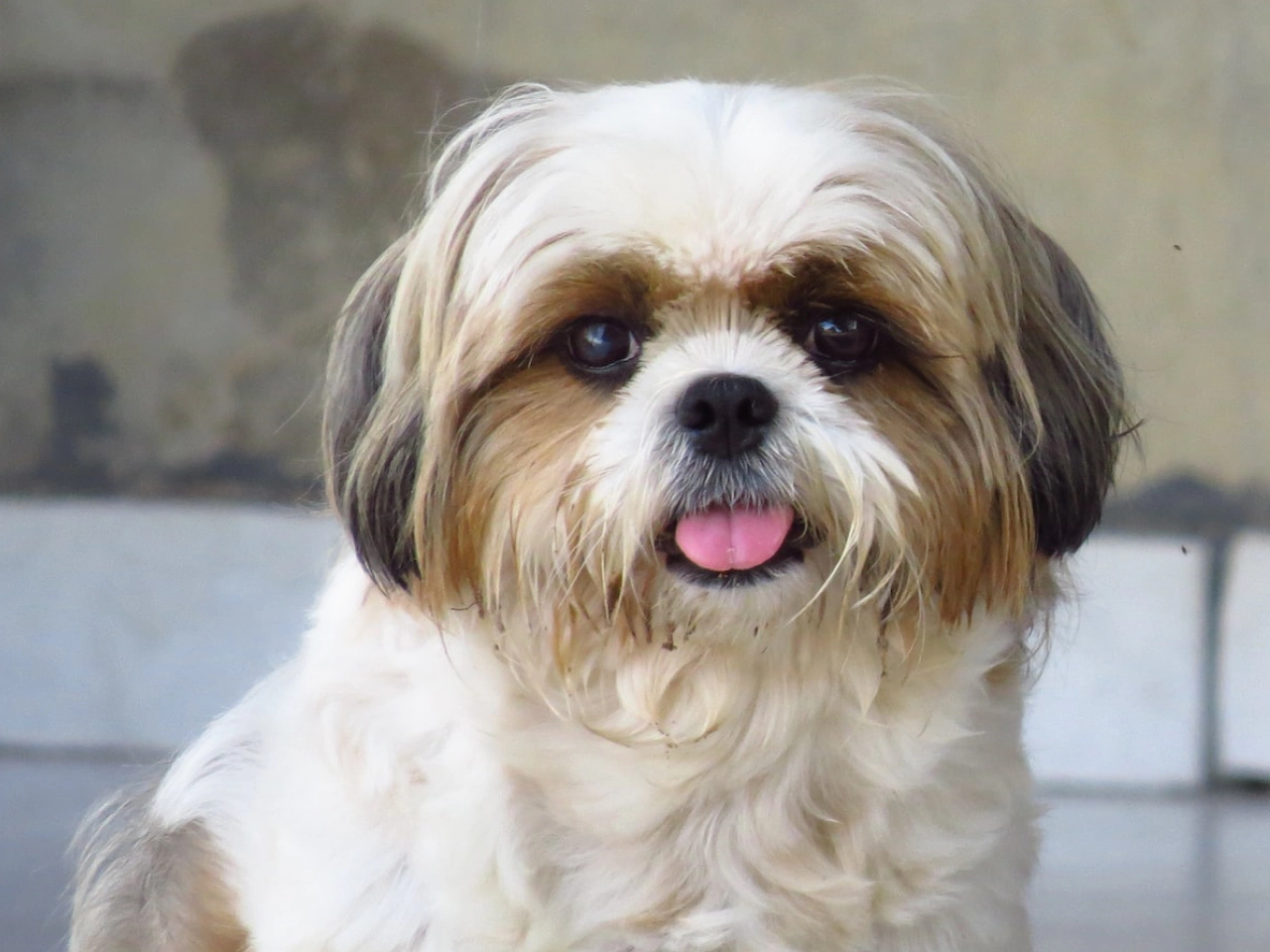 Havanese Pet Insurance Fetch Pet Insurance